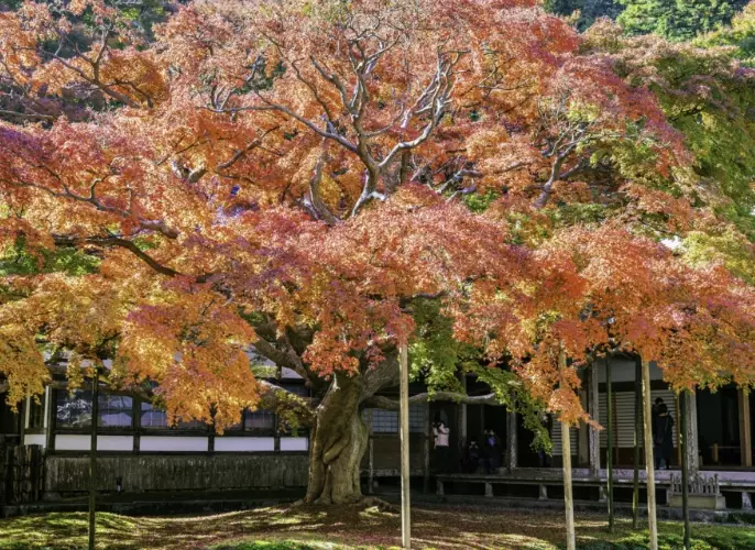 things to do Fukuoka autumn things to do Fukuoka autumn