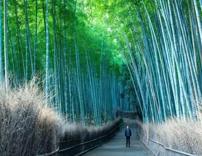 how many days in kyoto