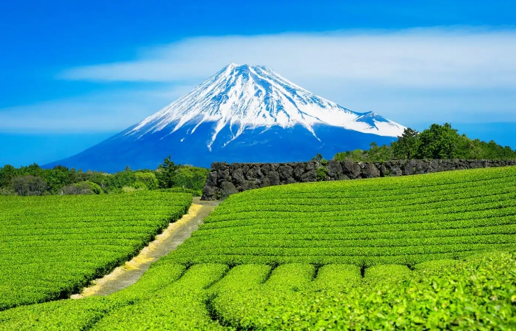 Shizuoka travel guide