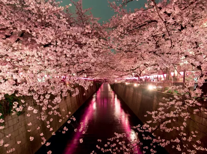 Japan sakura forecast