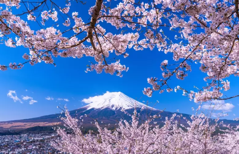 sakura flower season in Japan