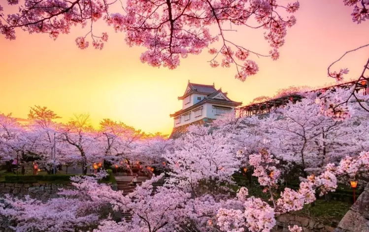 Japan sakura forecast