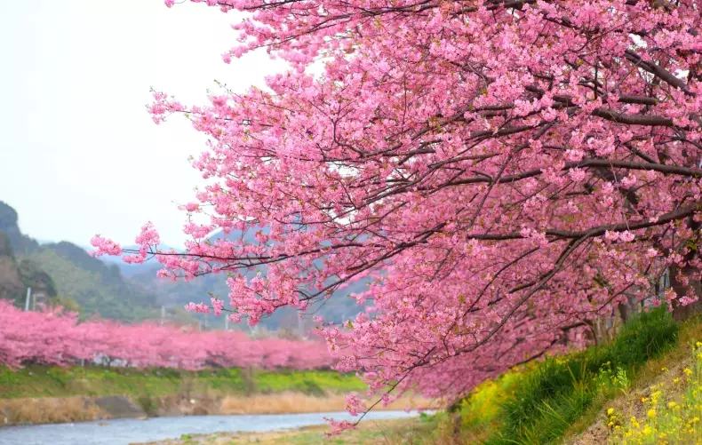best time to see cherry blossoms in japan