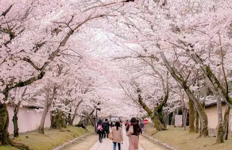 best time to see cherry blossoms in japan