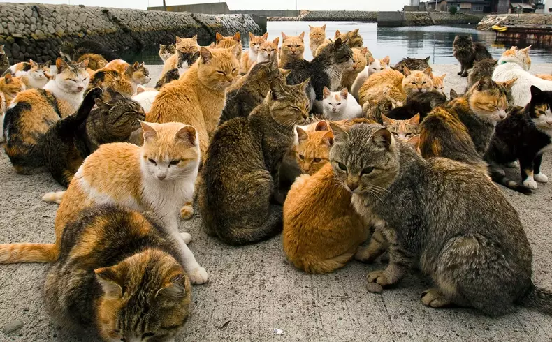 japanese cat island