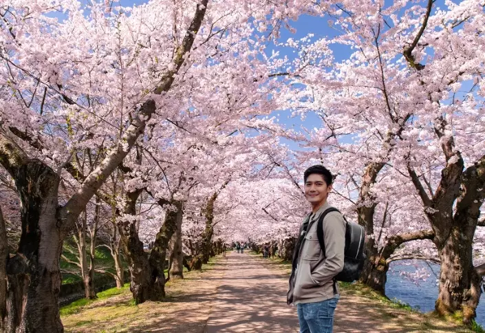 sakura flower season in Japan