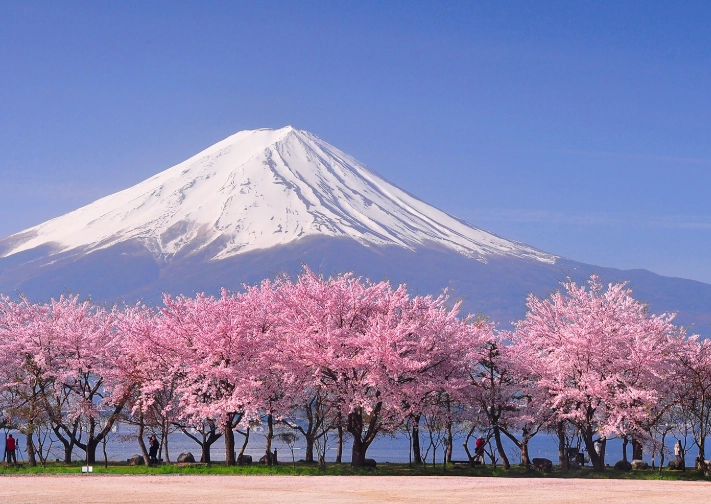 best cherry blossom spots Japan