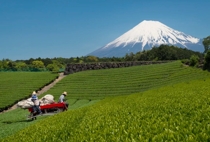 Shizuoka tourism for foreigners