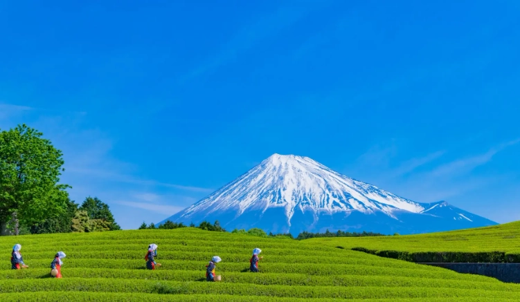 Shizuoka City travel