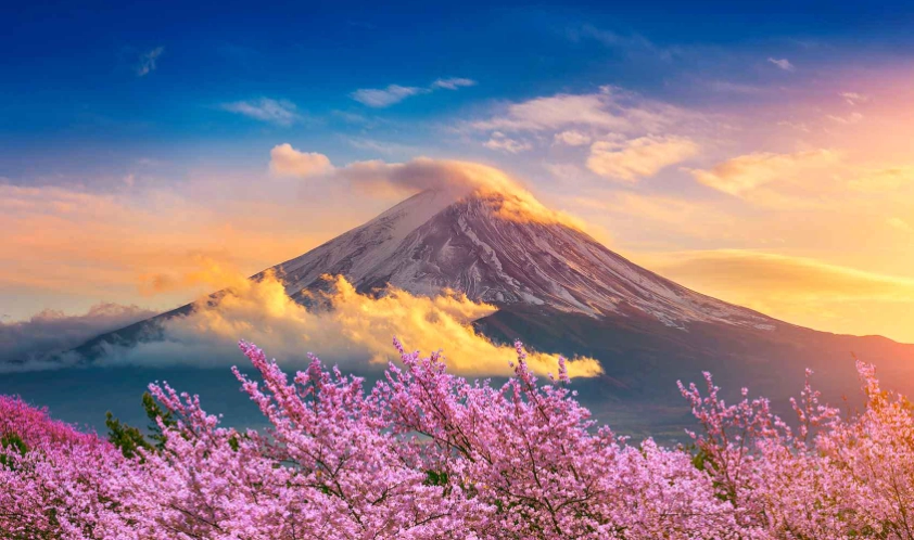 what is Shizuoka famous for what is Shizuoka famous for