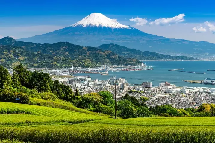 Shizuoka green tea Shizuoka green tea