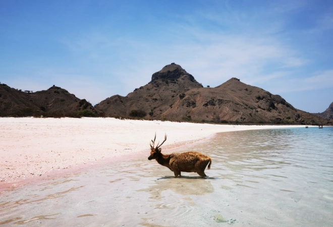 where is pink sand beach in japan where is pink sand beach in japan