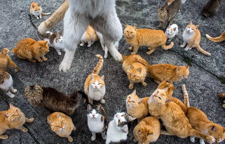 Cats in Enoshima