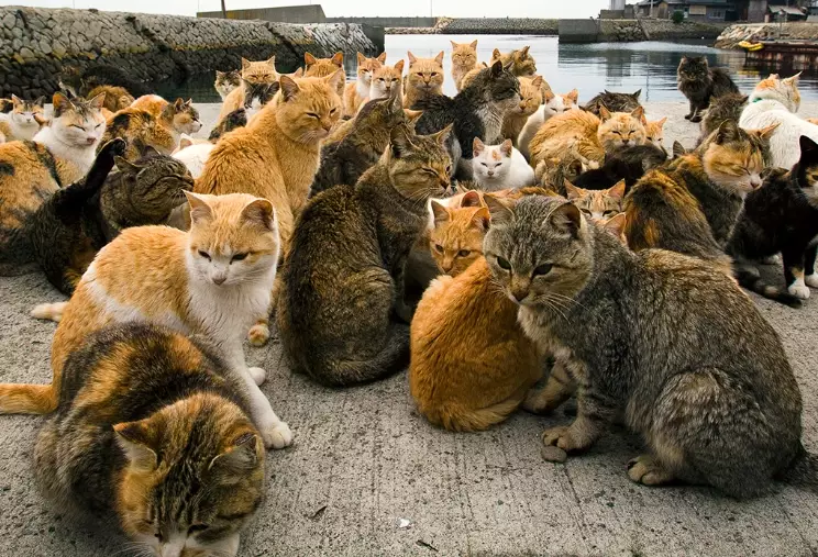 cat island safety cat island safety