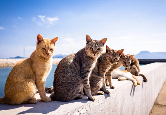 Enoshima travel guide