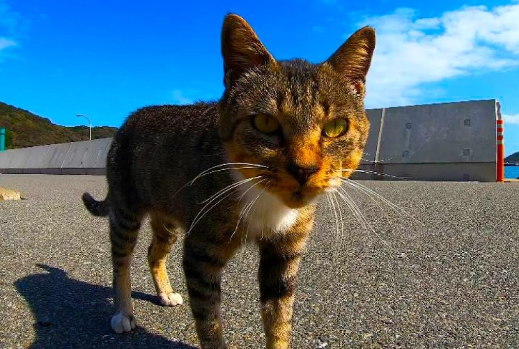 Enoshima cat island Japan