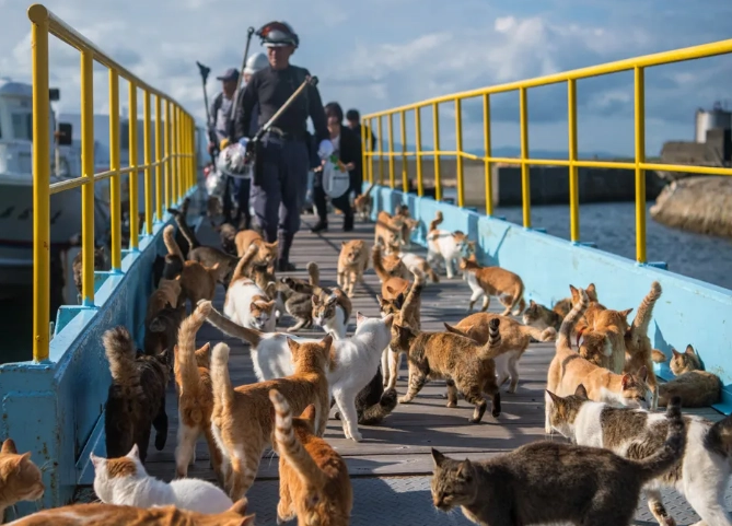 Enoshima cat island Japan