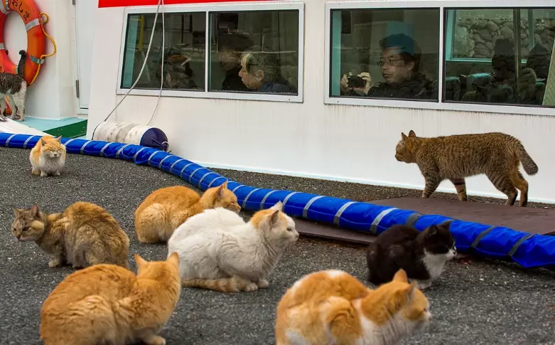 Enoshima travel guide