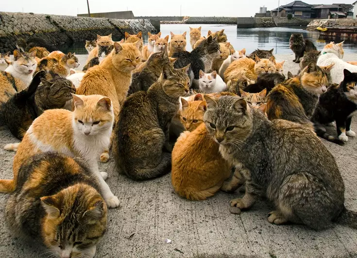 Enoshima cat island