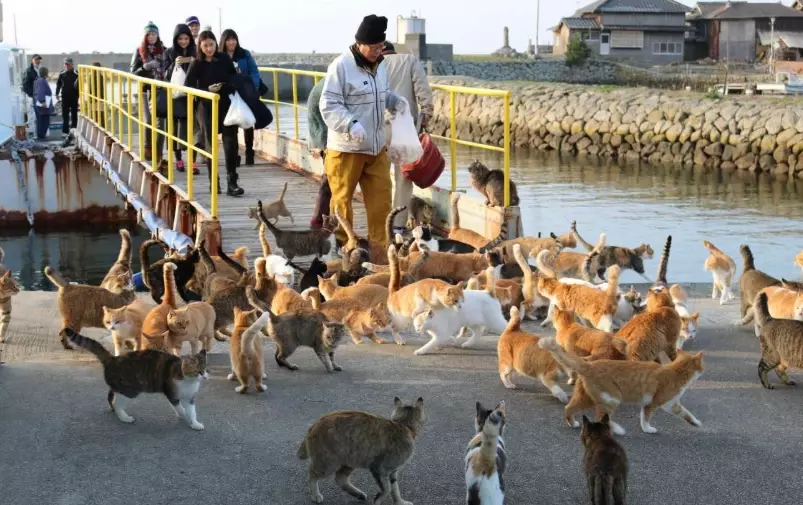 Aoshima dangers Aoshima dangers