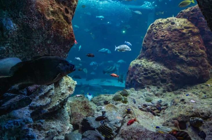 Can you swim in Enoshima