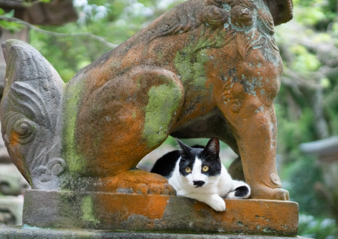Kamakura cat island