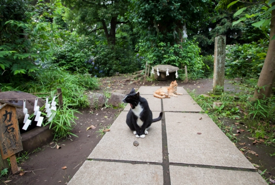 Enoshima cat island
