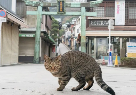 Enoshima island cats