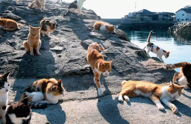 Kamakura cat island