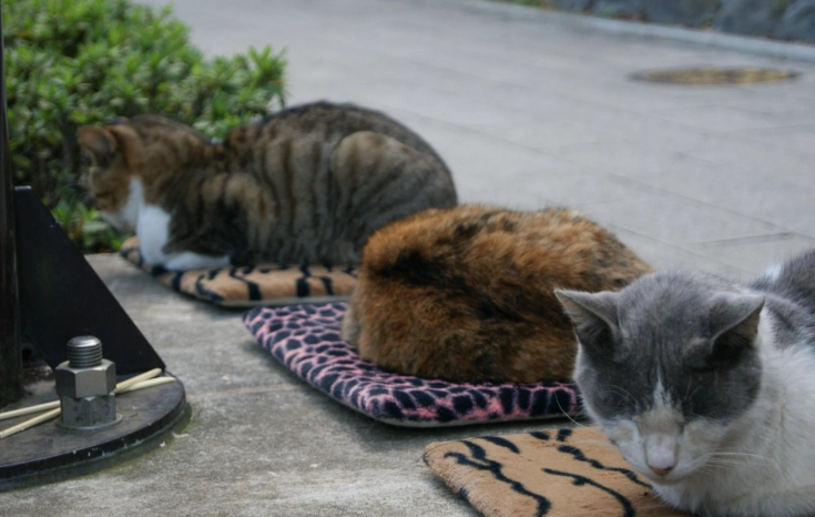 Cats in Enoshima