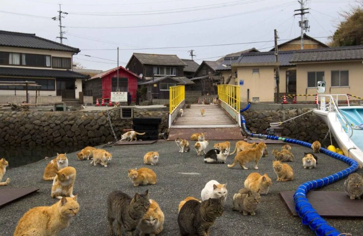 Aoshima dangers Aoshima dangers