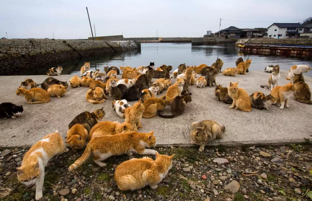 japan cat island