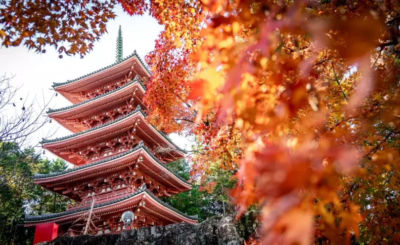 things to do in Kochi