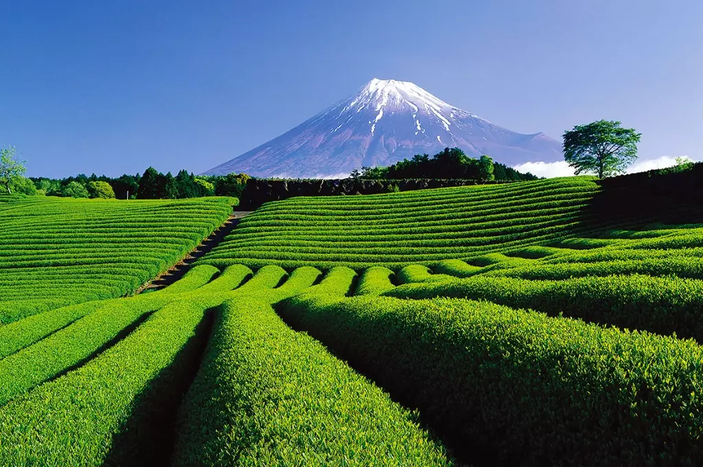 Shizuoka travel guide