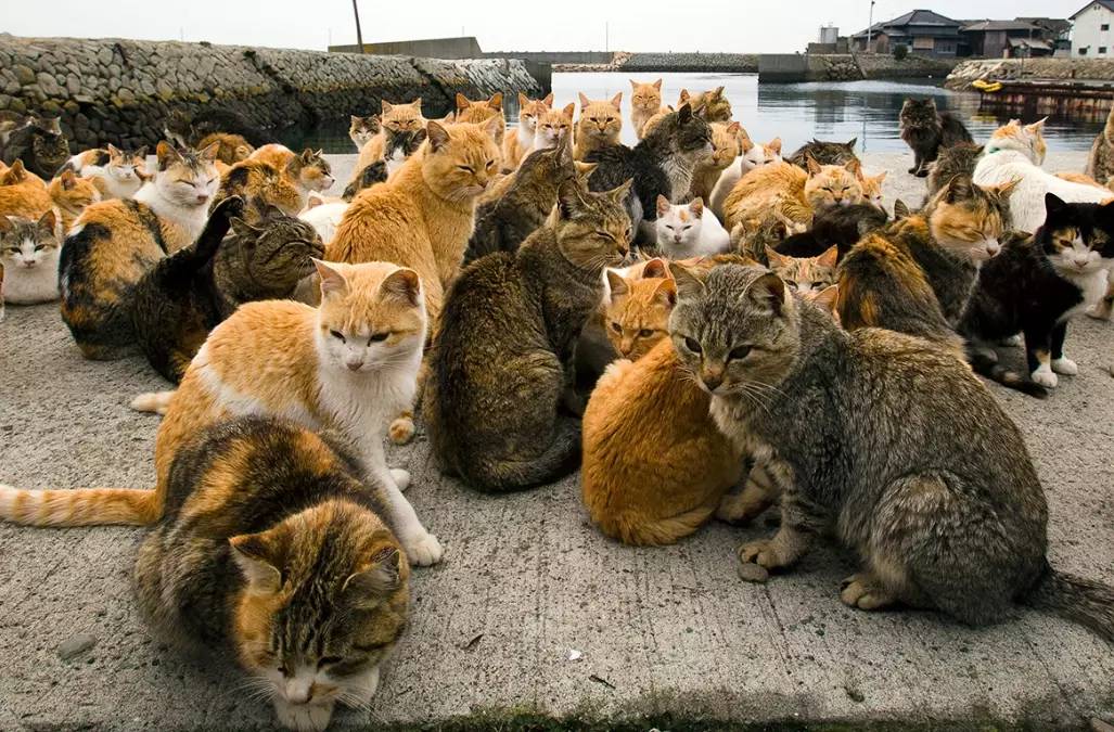 Aoshima cat island