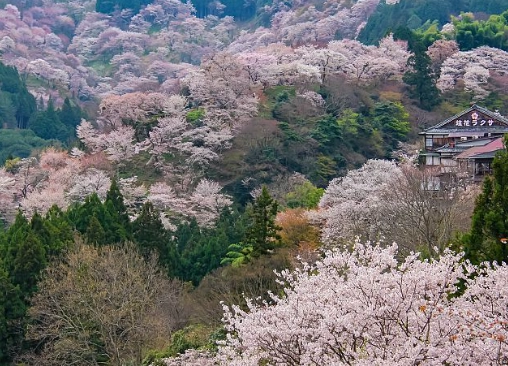 Yoshino hiking trails