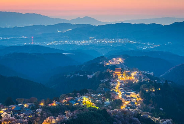Yoshino cherry blossoms