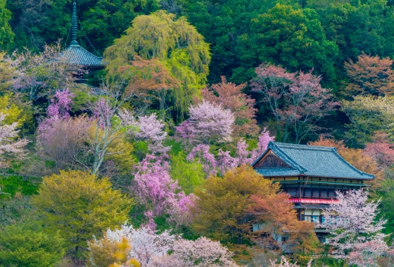 Yoshino hiking trails