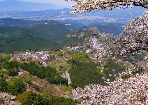 Yoshino cherry blossoms