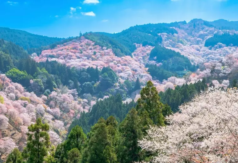 Yoshino hiking trails Yoshino hiking trails