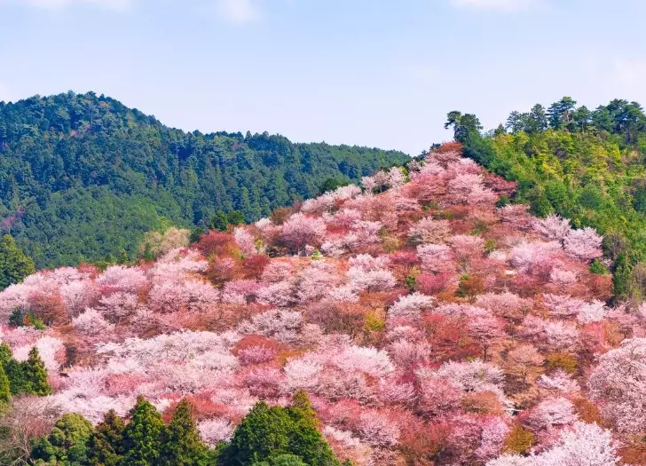 Yoshino hiking trails Yoshino hiking trails