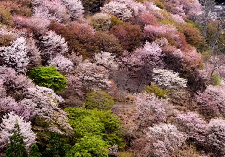 Mount Yoshino cherry blossoms Mount Yoshino cherry blossoms