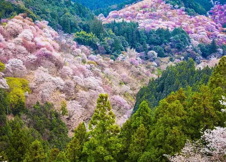 things to do Yoshino things to do Yoshino