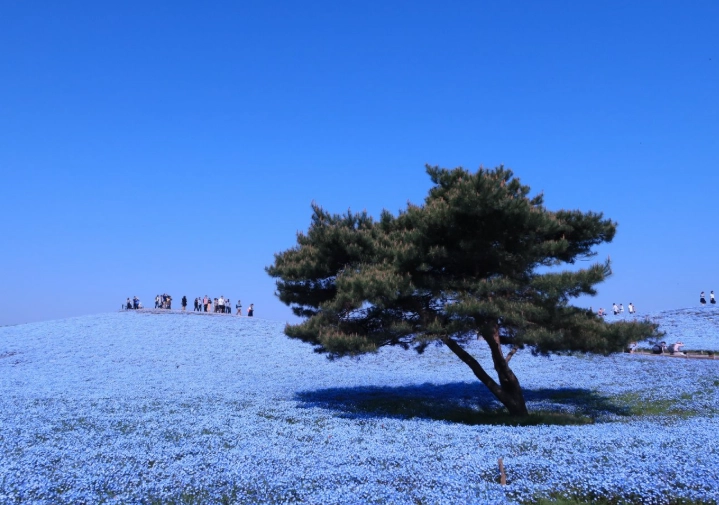 Ibaraki Japan travel