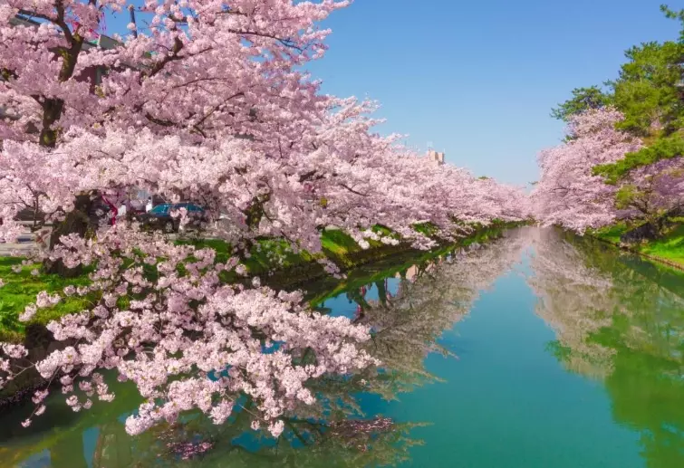 hanami food hanami food