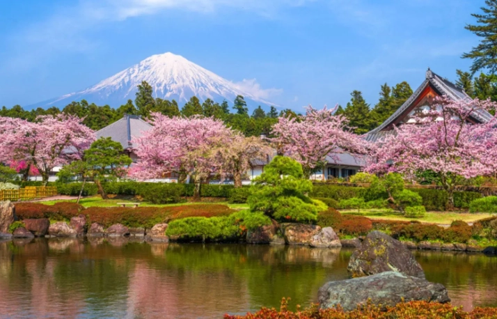 hanami food hanami food