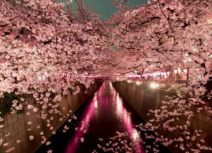 best sakura spots in Japan best sakura spots in Japan