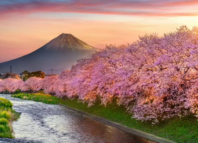 sakura viewing itinerary sakura viewing itinerary