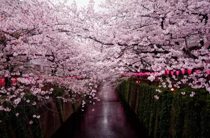 japan sakura