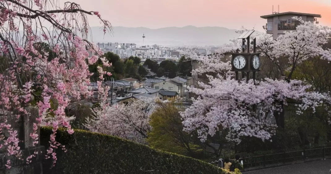 best time to see sakura in Japan